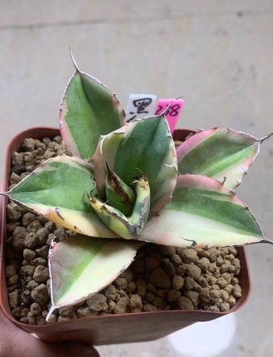 Raresucculent plant agave - plant,