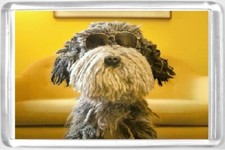 AA Dog Fridge Magnet wearing