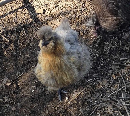 Fertile silkie chicken - silkie, eggs