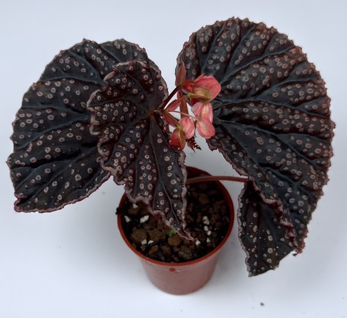 New hybrid begonia - new!, hybrid!