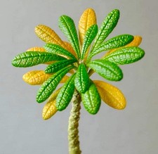 Dorstenia gigas SEEDS -