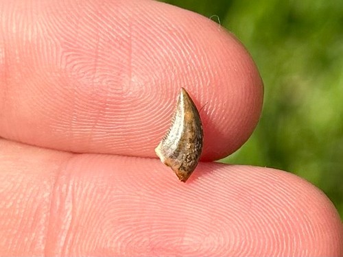 Raptor dinosaur tooth - raptor, fossil
