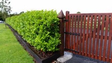 70 Cherry Laurel Fast Growing