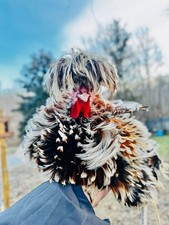 6 Fertile Polish Hatching