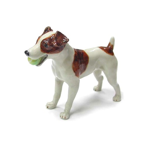 Northern rose jack russell - jack,