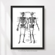 HUMAN SKELETON ANATOMICAL DIAGRAM ILLUSTRATION ART PRINT POSTER Vintage Medical