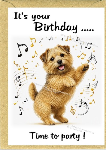 Norfolk terrier dog - norfolk,