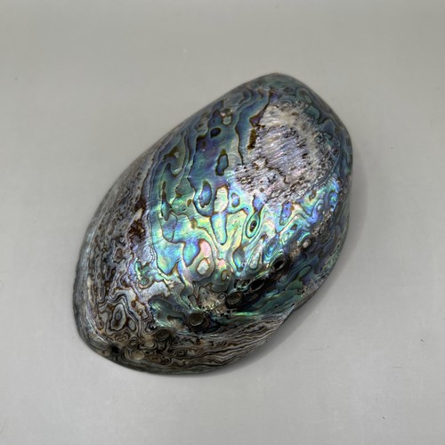 Polished paua abalone shell - abalone,