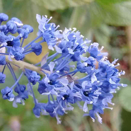 Ceanothus blue sapphire - 'blue, sapphire'