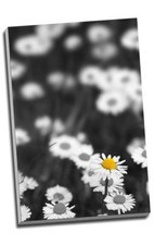Black & White Yellow Daisy Canvas Print Large A1 30x20"
