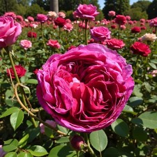 Rose Bush Charles De Mill in 3
