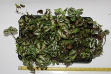 Yellow Archangel (lamiastrum galeobdolon variegatum) in Punnets Seed Trays.