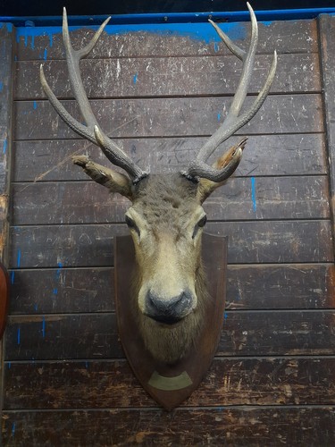 Taxidermy antique fine stag - antique,