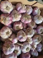 Fresh Garlic Cloves For planting Now 'Early Purple Wight' Hardy From Bulb Cheap