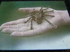 ANTIQUE REAL PHOTO SLIDE BIRD EATING SPIDER FOUND UK 1933 BANANA BOAT SELBY