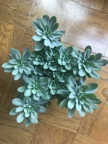 Senecio kleinia fulgens rare - senecio,