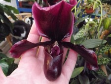 Rare Paphiopedilum Black Jack orchid plant , FS not in bloom