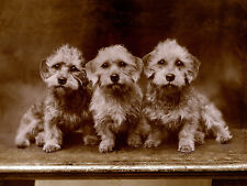 DANDIE DINMONT TERRIER THREE DOGS IN A ROW CHARMING DOG GREETINGS NOTE CARD