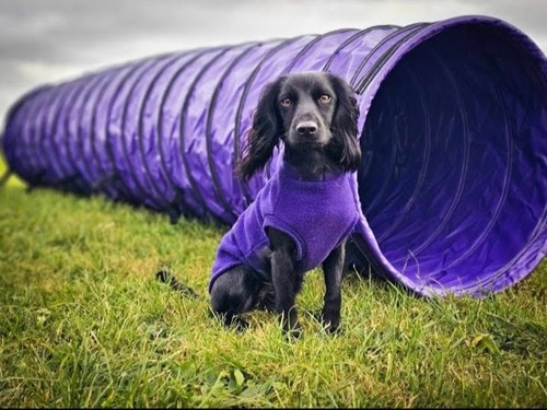 Dog agility tunnel - 3m,