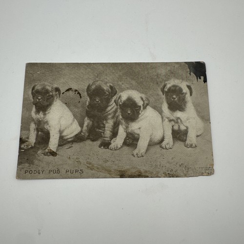 Podgy pug pups line - line, for