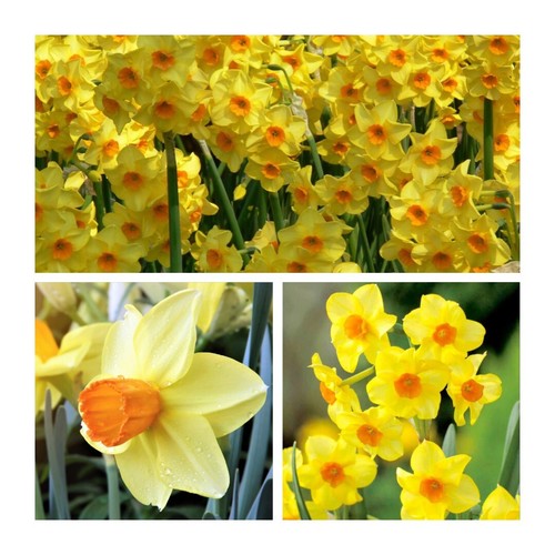Martinette narcissus spring - martinette,