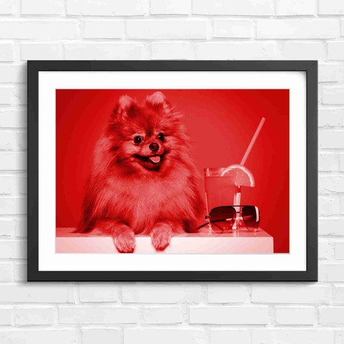 Cute fluffy brown - fluffy, pomeranian
