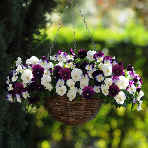 Pansy cool wave berries - pansy,