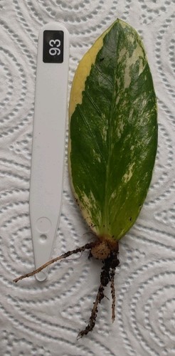 Zamioculcas zamiifolia - zamioculcas,