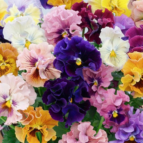 Pastel giant mixed - pastel,