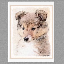 6 Sheltie Shetland Sheepdog