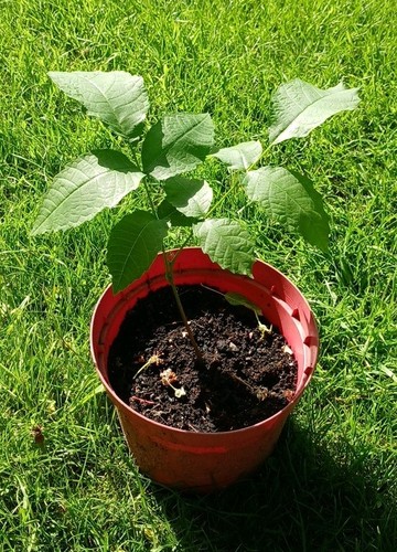 Walnut tree 30cms tall - walnut,