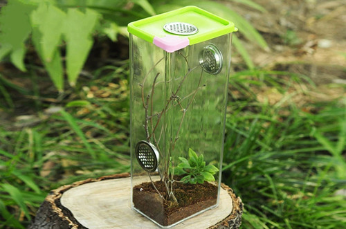 Praying mantis stick insect - praying,