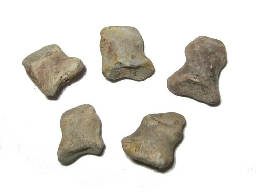 Permian eryops megacephalus - permian,