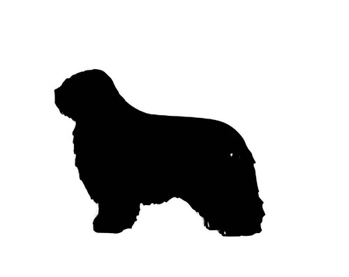 Polish lowland sheepdog dog - lowland,