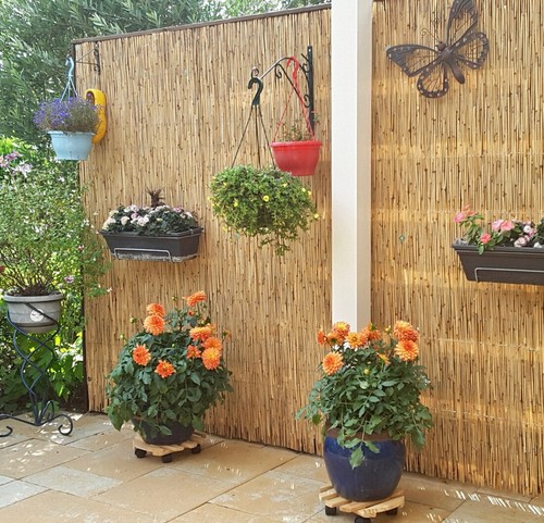 Bamboo reed fence - bamboo,