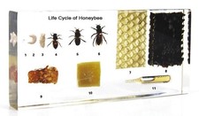 REAL Life Cycle of a Honey Bee