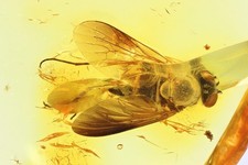 Snipe Fly Rhagionidae. Fossil