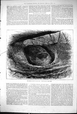 Original Old Antique Print