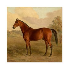 Troye Kentucky Woodpecker 1834