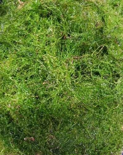 Java moss 500g carpeting - java,