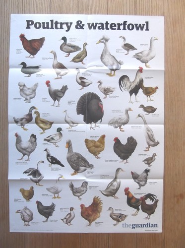 The guardian wallchart wall - the,