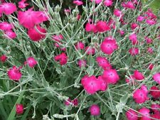 3 x Rose Campion healthy bare root perennial plug plants