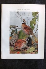 Eaton Birds of New York 1914 Print. Bobwhite or Quail 40