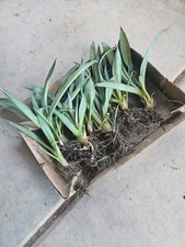 Blue Agave Century Plant Pups