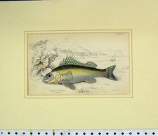 Original Old Antique Print 1835 Hand Coloured Fish Acerina Vulgaris Lizars 19th