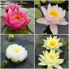 Various WATER LILIES LILY red