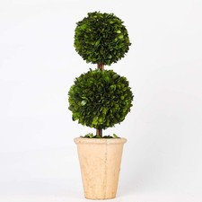 Real Preserved Boxwood