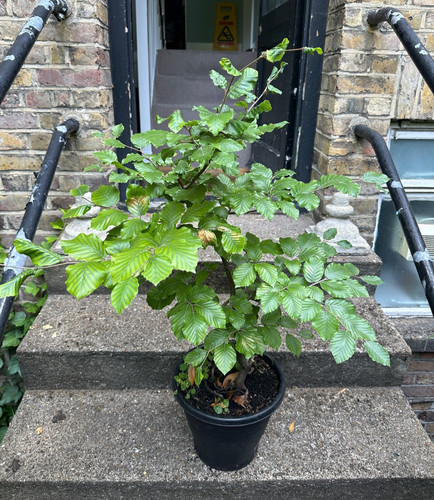 Fagus sylvatica purple - fagus,