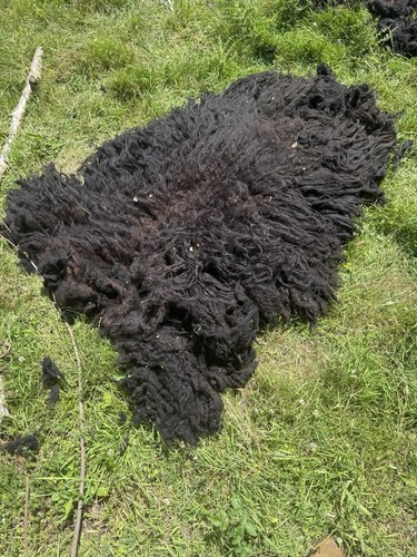 Hebridean sheep whole fleece - sheep,