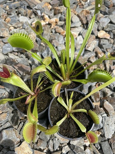 Venus fly traps established - venus,